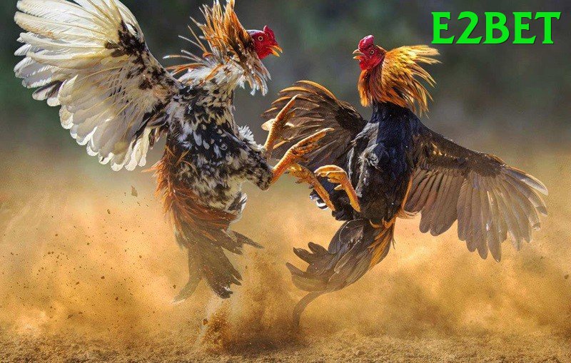 Đá Gà Trực Tiếp - e2bet - Fanpage