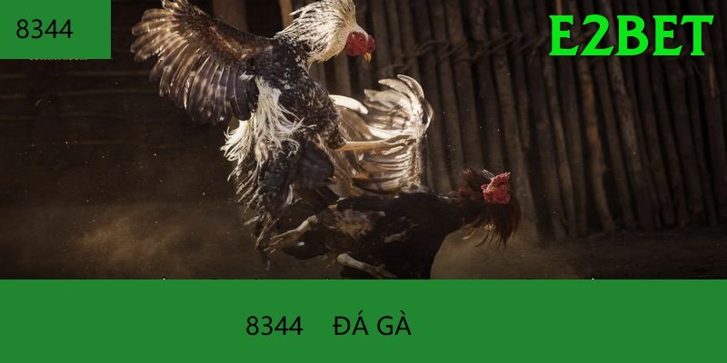 Đá Gà Trực Tiếp - Ưu đãi đặc biệt - Game casual